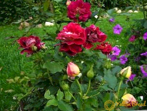 Видео: растечки рози на отворено поле - сите тајни