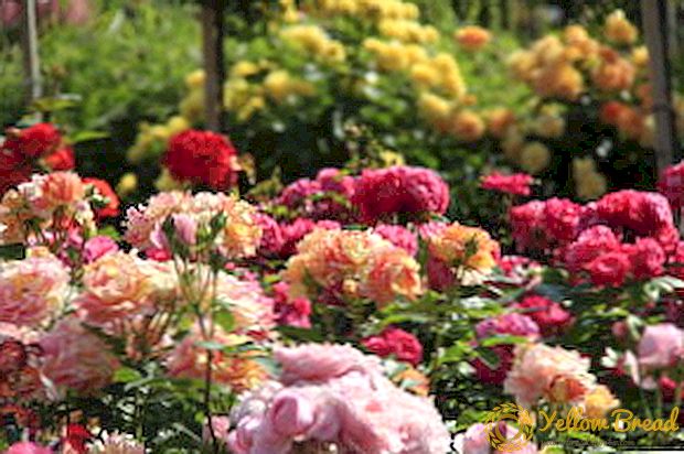 Video: how to create a rose garden