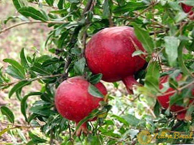 비디오 : 나라에서 석류를 재배하는 방법?