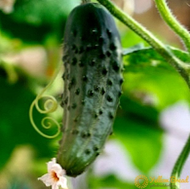 ভিডিও: ক্রমবর্ধমান cucumbers বা সুপার দ্রুত অঙ্কুর পেতে কিভাবে জাপানী উপায়