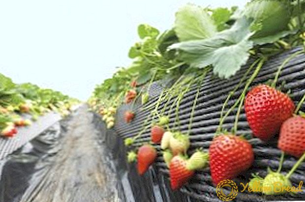 Video: modern technology - agro-robot for strawberry harvesting