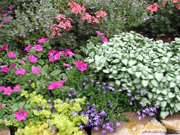Video: perennial flowers for your villa