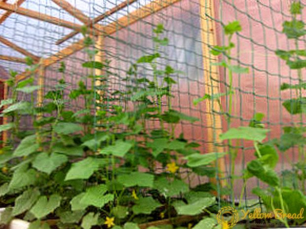 Video: komkommers planten op het rooster - handig en praktisch