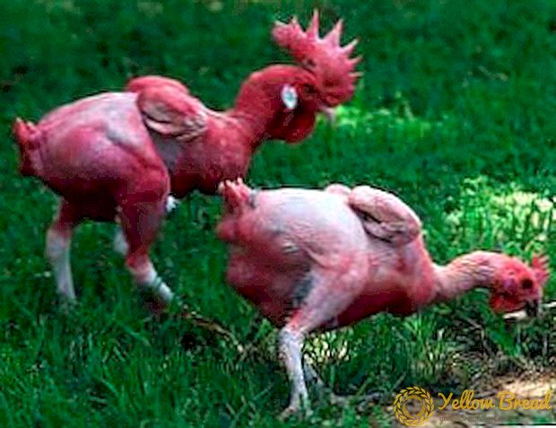 Video: Ketiga ternakan ayam yang paling luar biasa di dunia