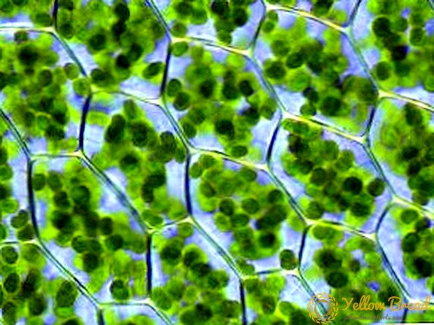 Video: onder de microscoop - de kracht van planten