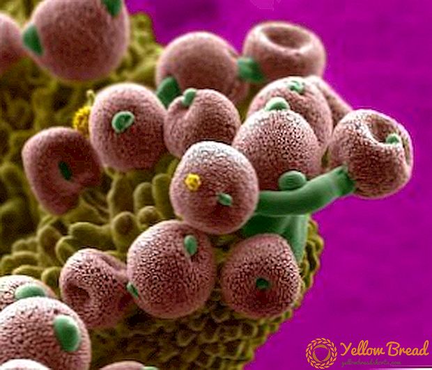 Video: mikroskoobi all - räägivad taimed