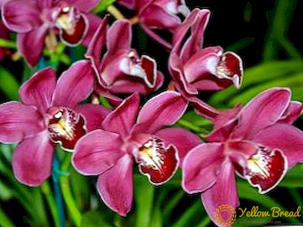 Video: Orkide xilma