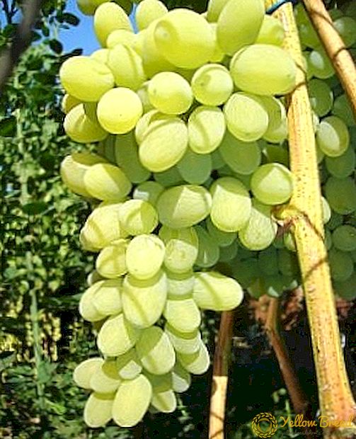 Grade anggur 