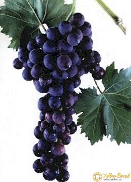 Grape variety 