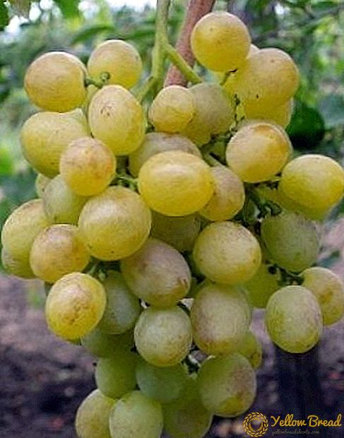 Grape vynuogių 