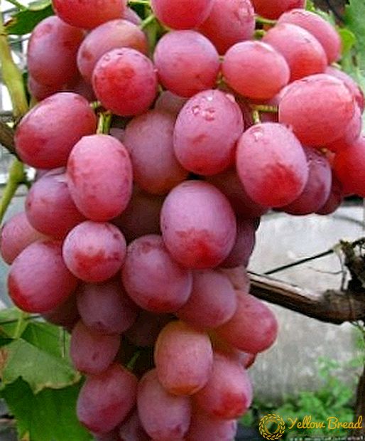 Grape af druer 