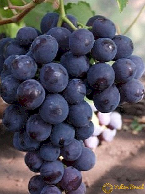 Rochefort-druivensoort