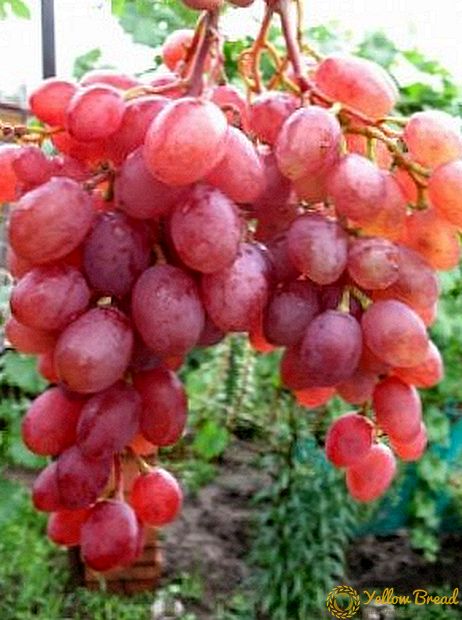 Sortering van druiven 