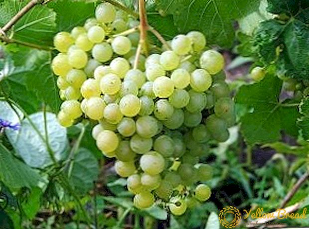 Grade of grapes 