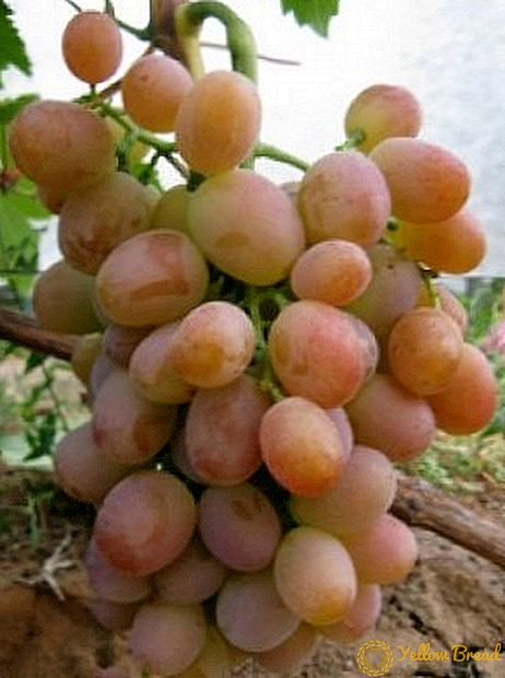 Grapes av druer 