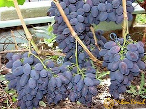 Grad af druer 