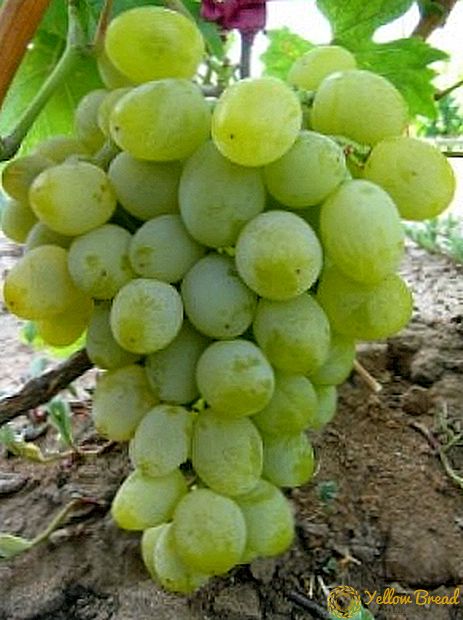 Harold grape variety