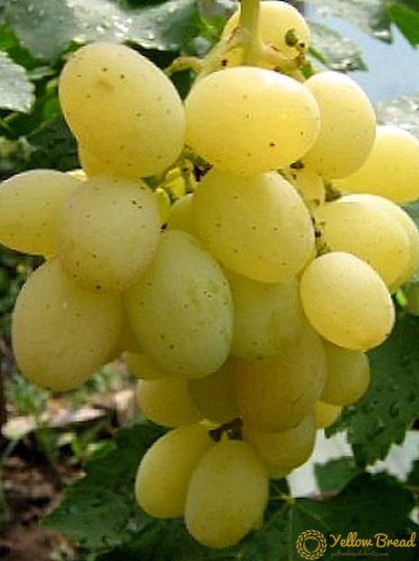 Grade of grapes 
