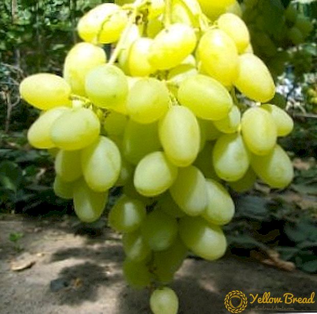 Vynuogių rūšis 