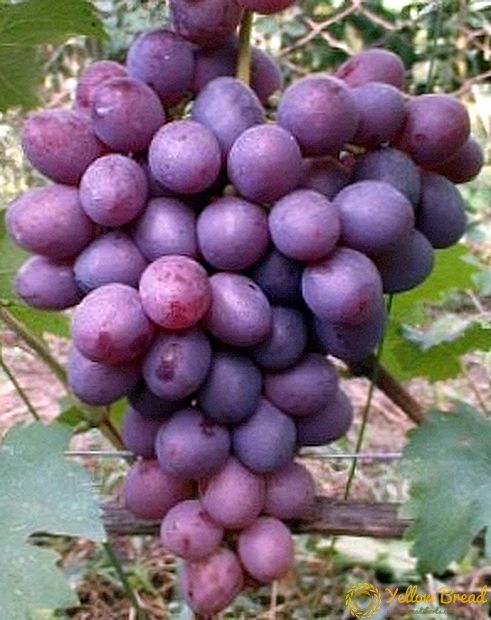 ブドウ品種「ニジナ」