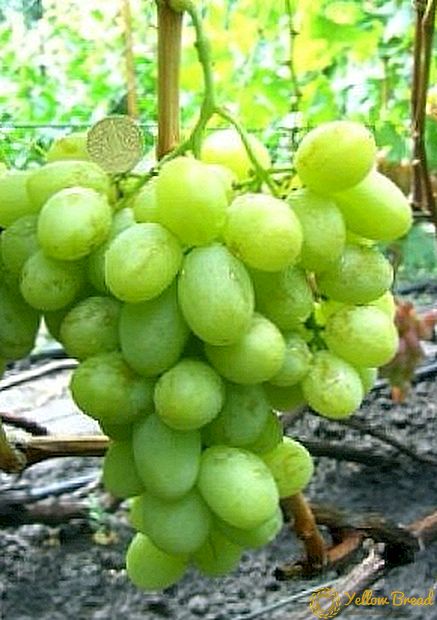 Grad af druer 