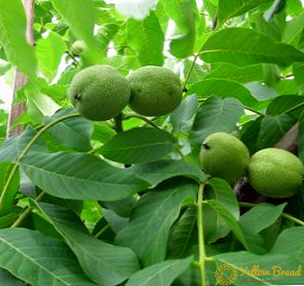 Rohelise pähklite kasutamine ravimina