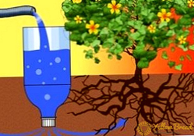 Die Geheimnisse der Tröpfchenbewässerung aus Plastikflaschen mit ihren eigenen Händen