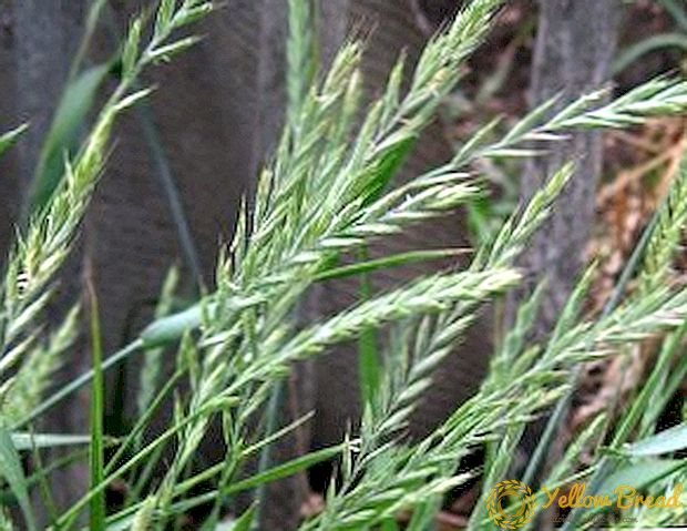 Otroliga wheatgrass egenskaper