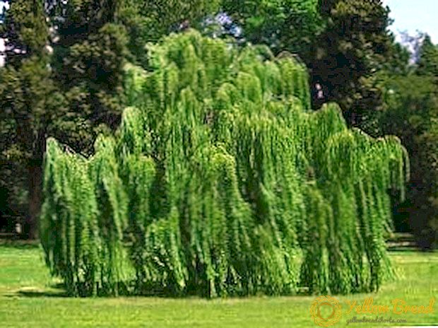 Karakteristik nan ap grandi Willow kriye: chwa pou yo plante materyèl, plante ak swen