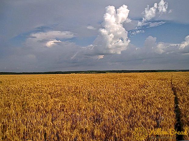 Brasilien vil begynde at købe russisk hvede