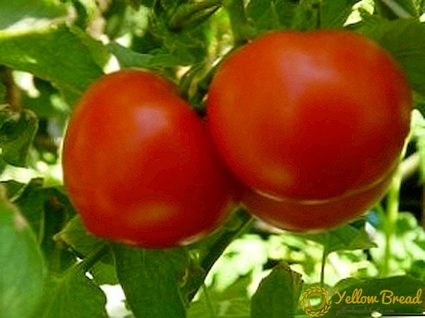 انواع گوجه فرنگی برای زمین باز