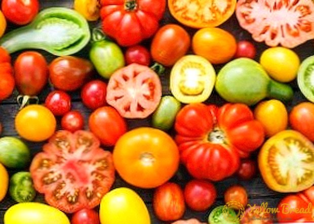 Pomidorai Leningrado sričiai: geriausių veislių aprašymai