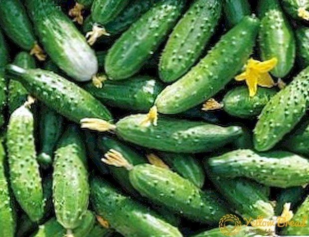 নিজেকে সাহায্য করুন: স্ব pollinated cucumbers